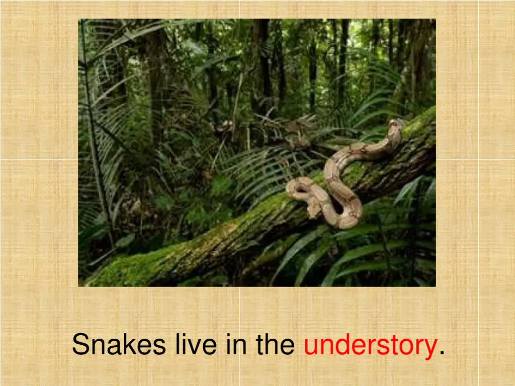 snakes live in the understory