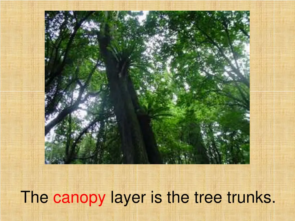 the canopy layer is the tree trunks