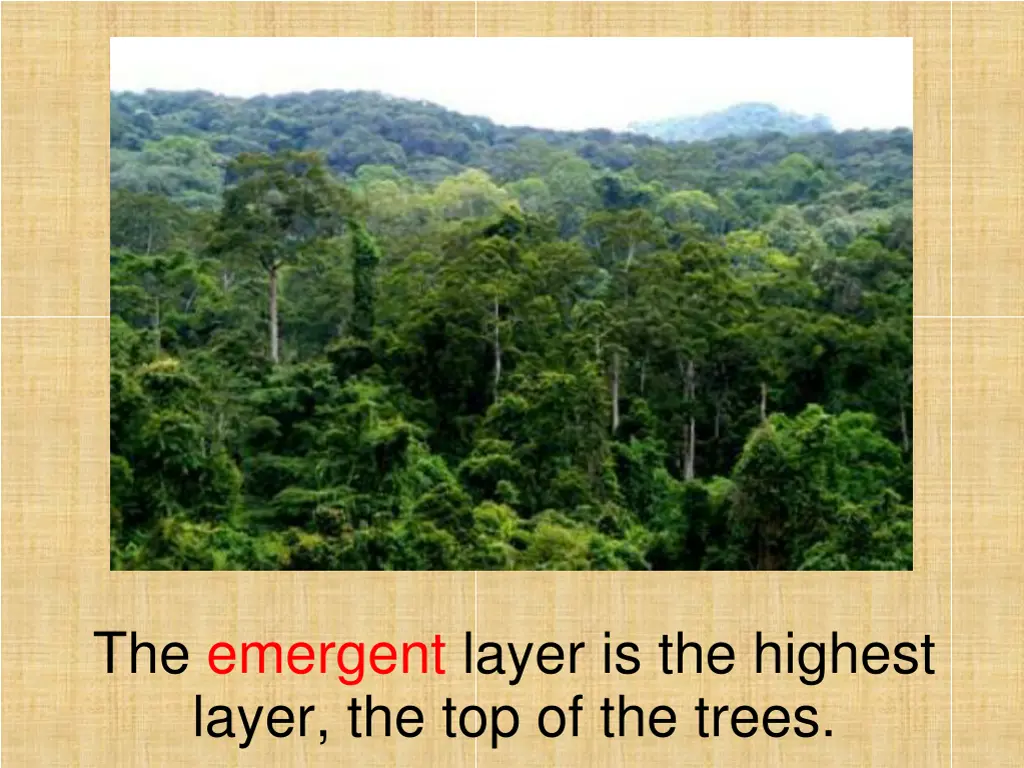 the emergent layer is the highest layer