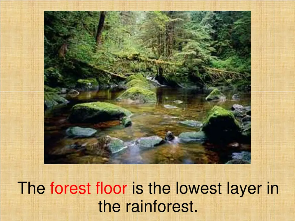 the forest floor is the lowest layer