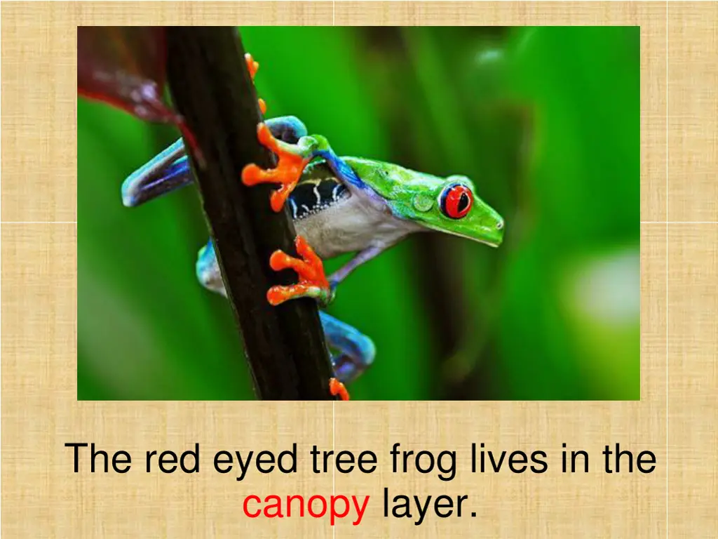 the red eyed tree frog lives in the canopy layer