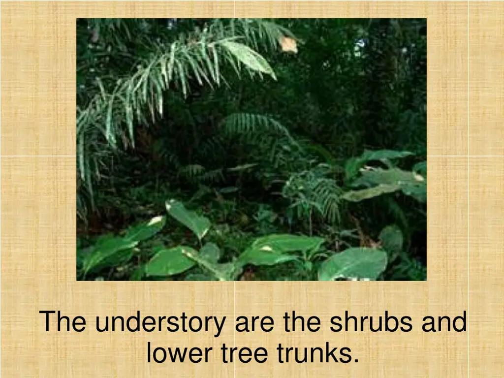 the understory are the shrubs and lower tree