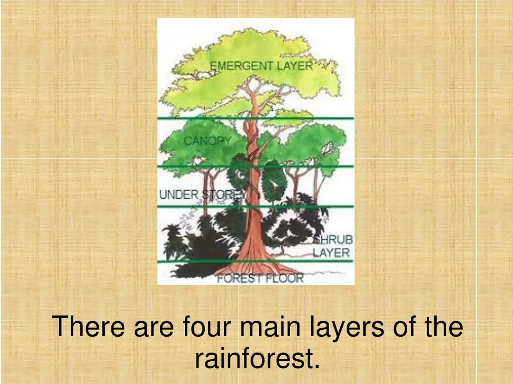 there are four main layers of the rainforest