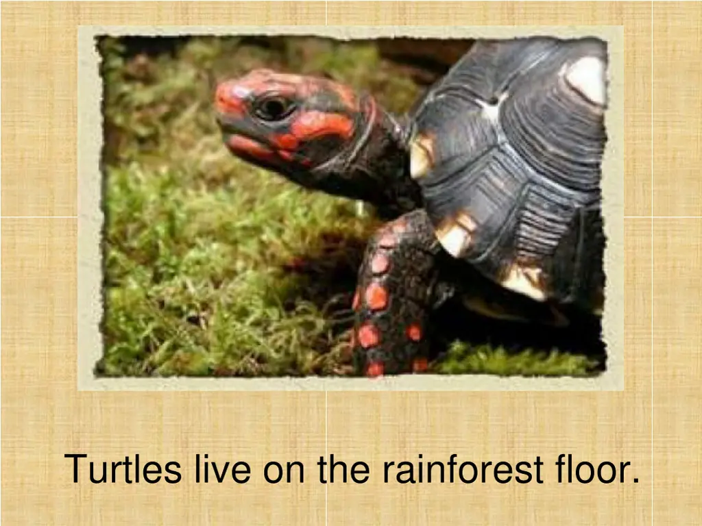 turtles live on the rainforest floor