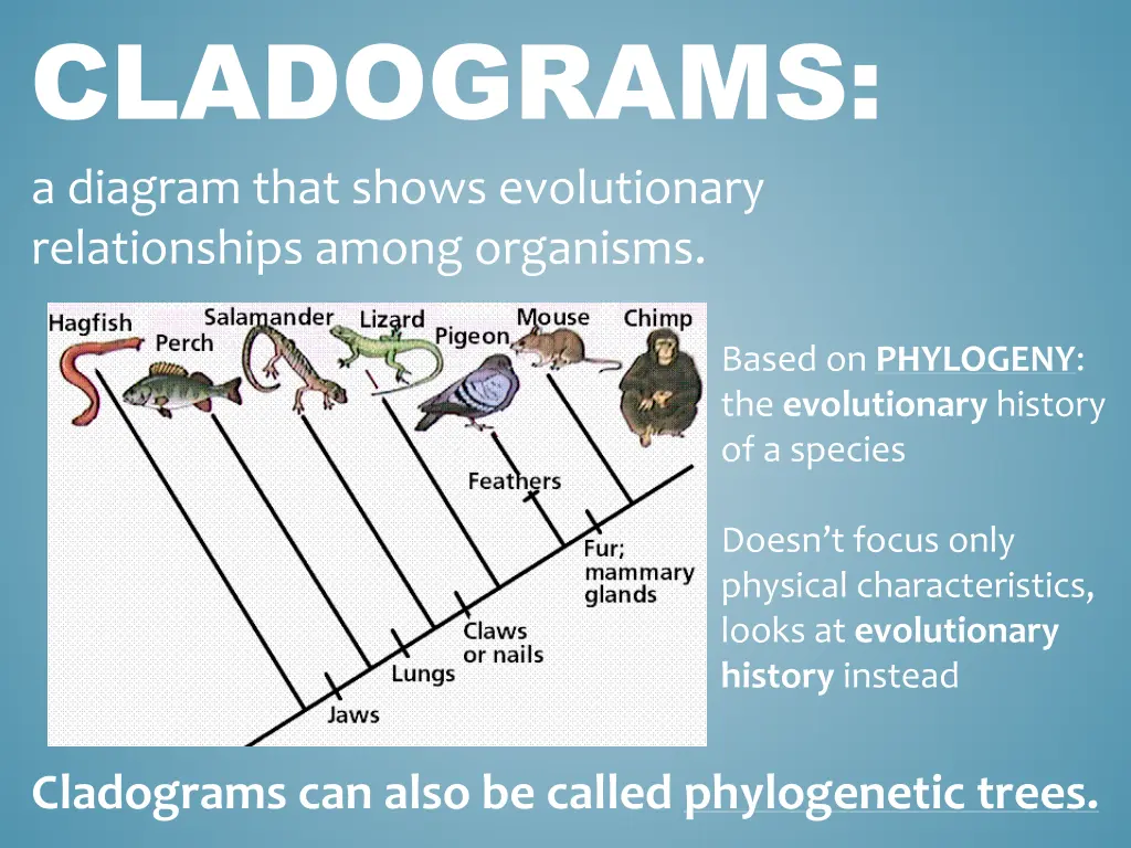 cladograms a diagram that shows evolutionary