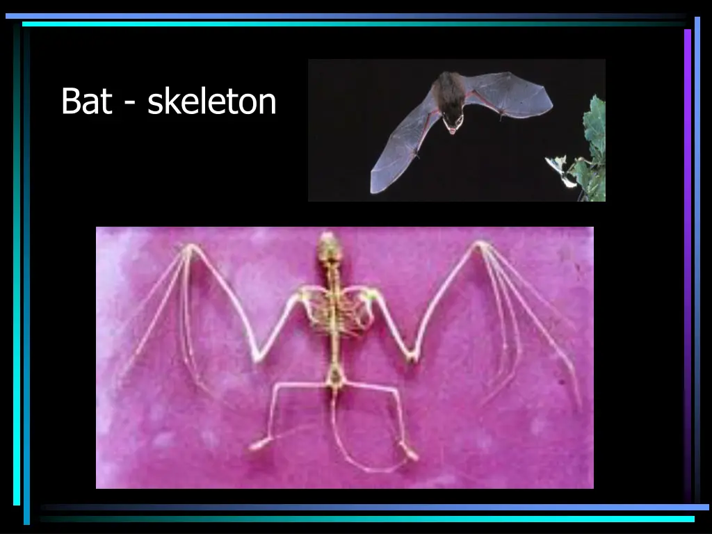 bat skeleton