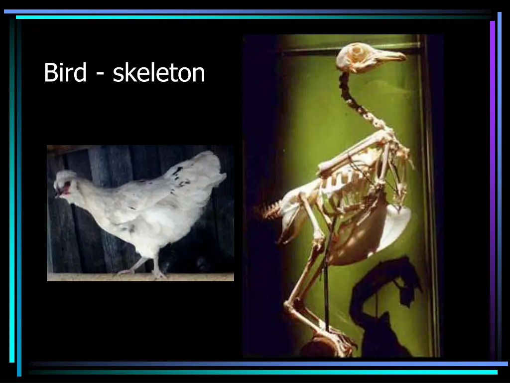 bird skeleton