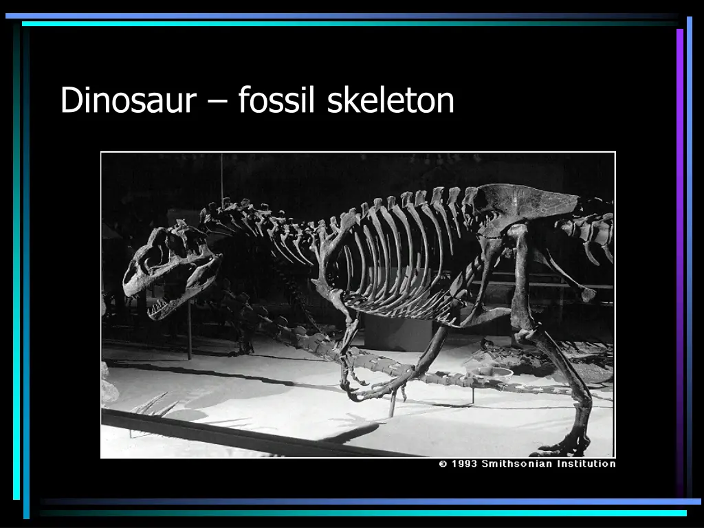 dinosaur fossil skeleton