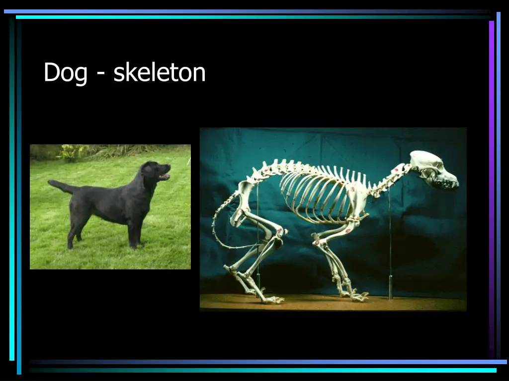 dog skeleton