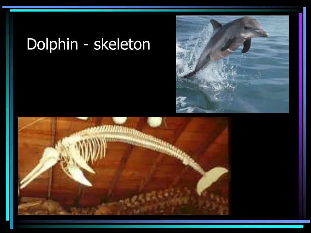 dolphin skeleton