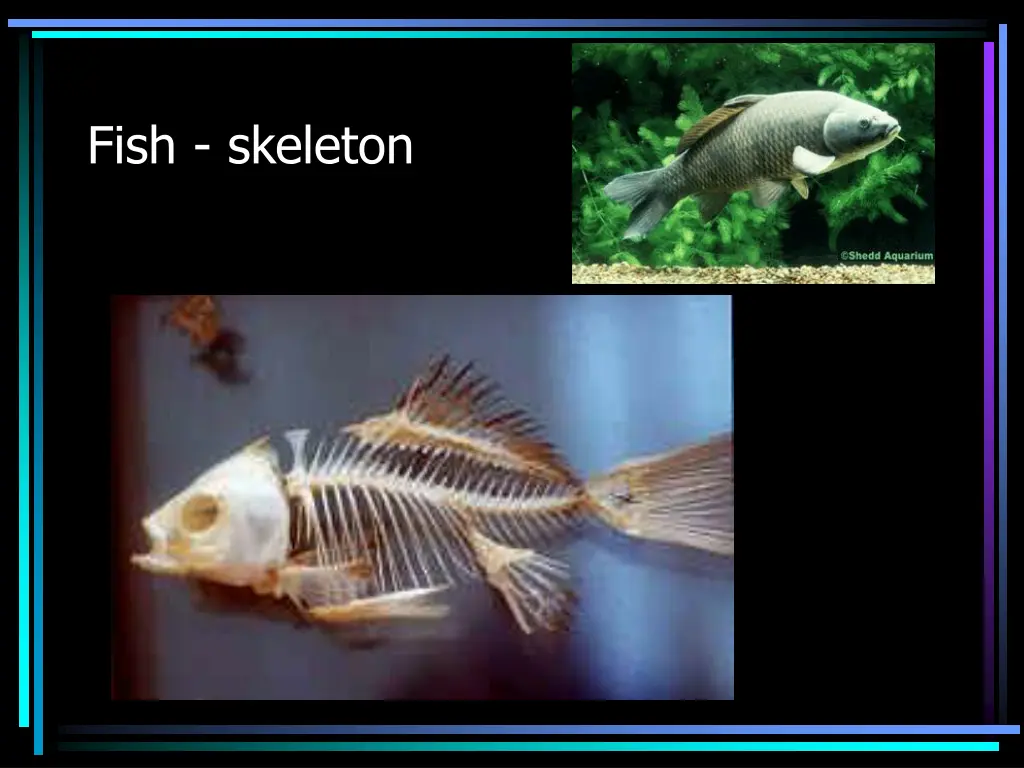 fish skeleton