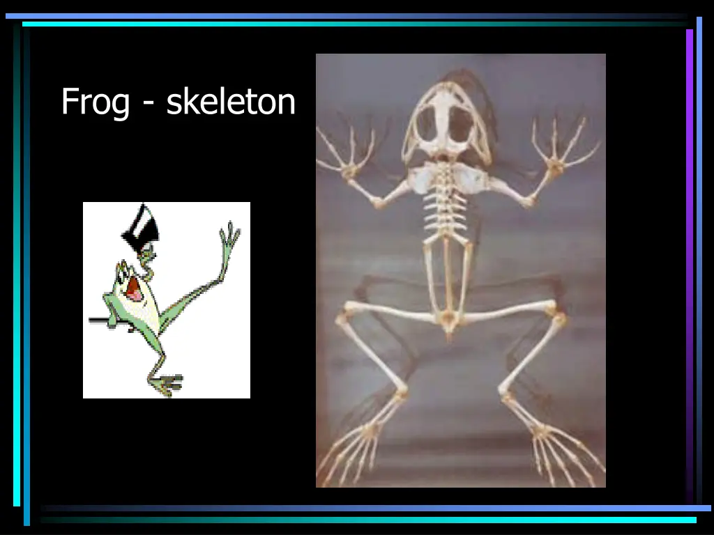 frog skeleton