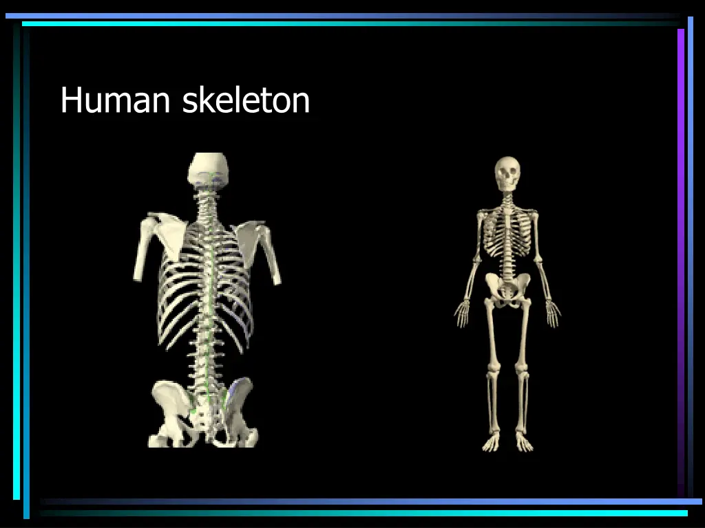 human skeleton