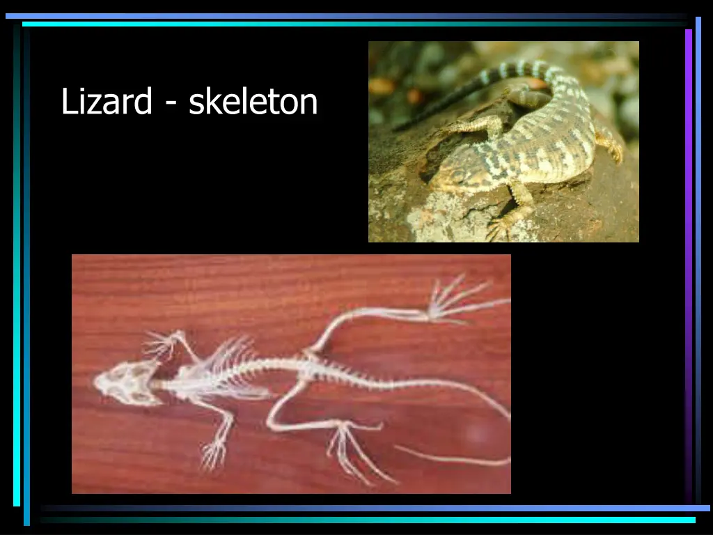 lizard skeleton