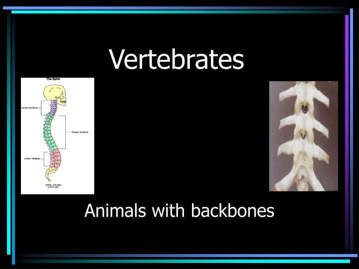 vertebrates