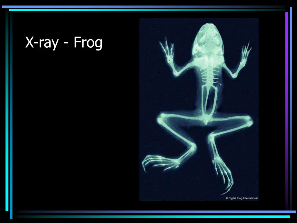 x ray frog