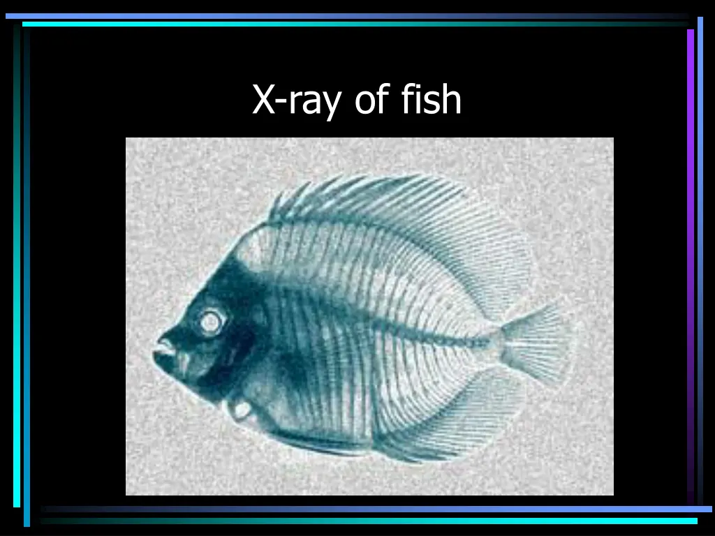 x ray of fish