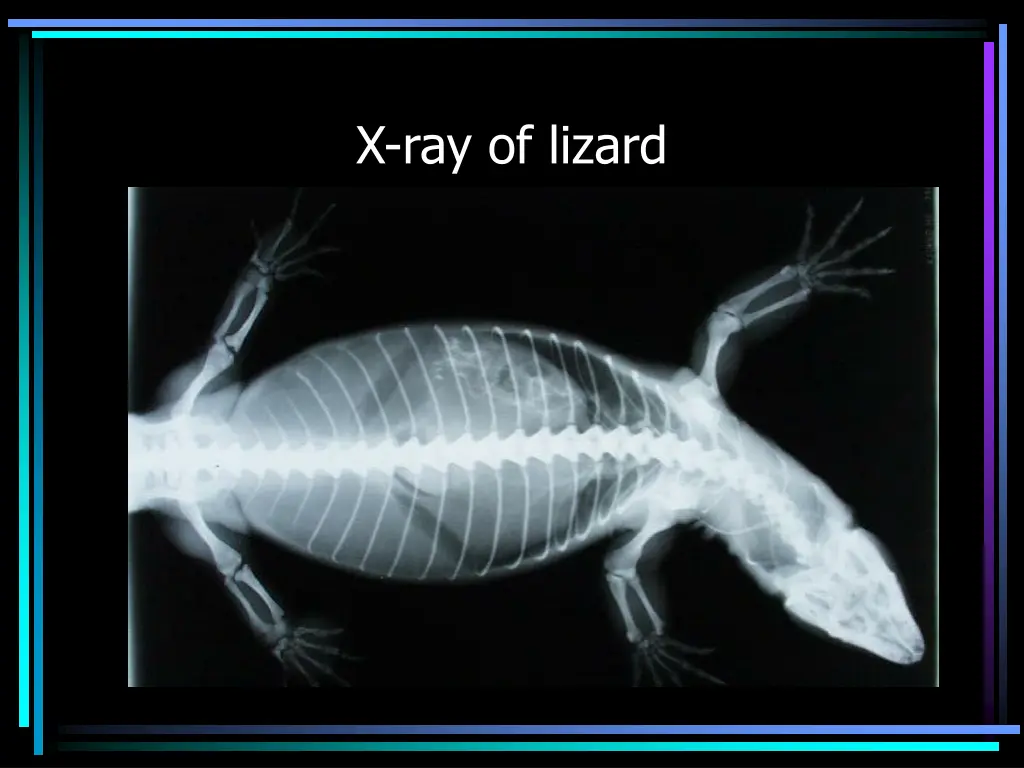 x ray of lizard