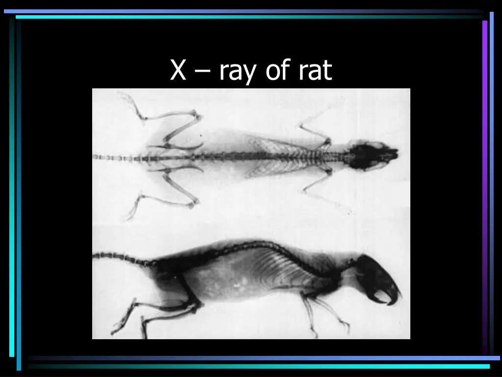 x ray of rat