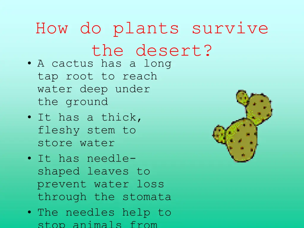 how do plants survive the desert a cactus