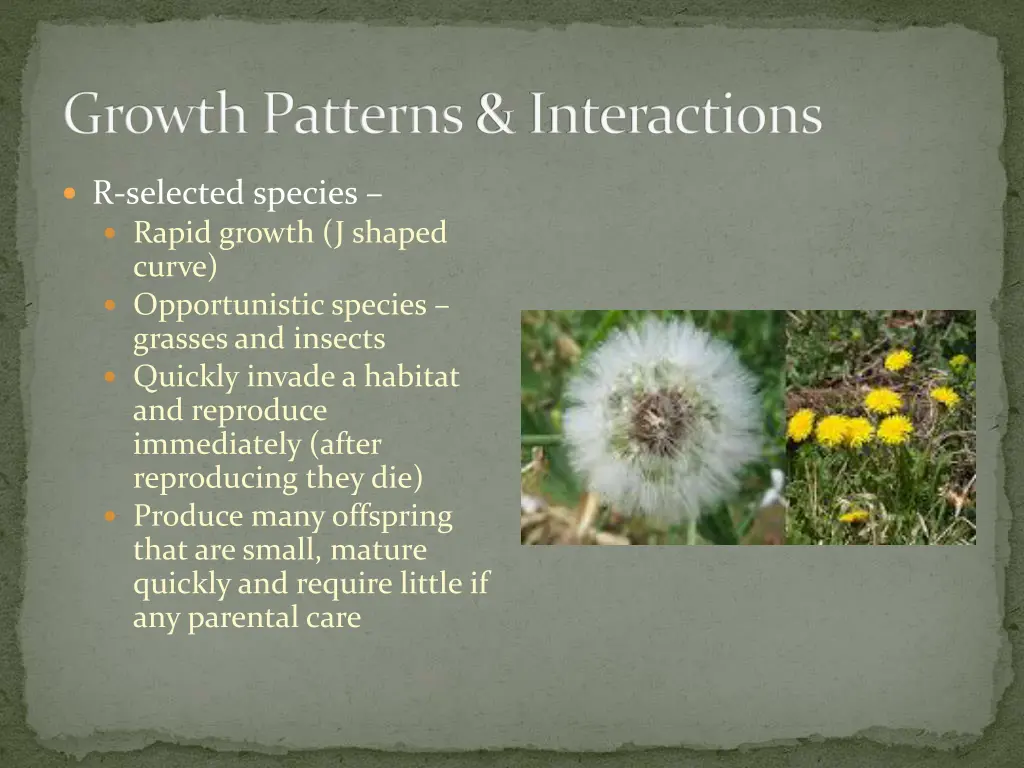 growth patterns interactions 10