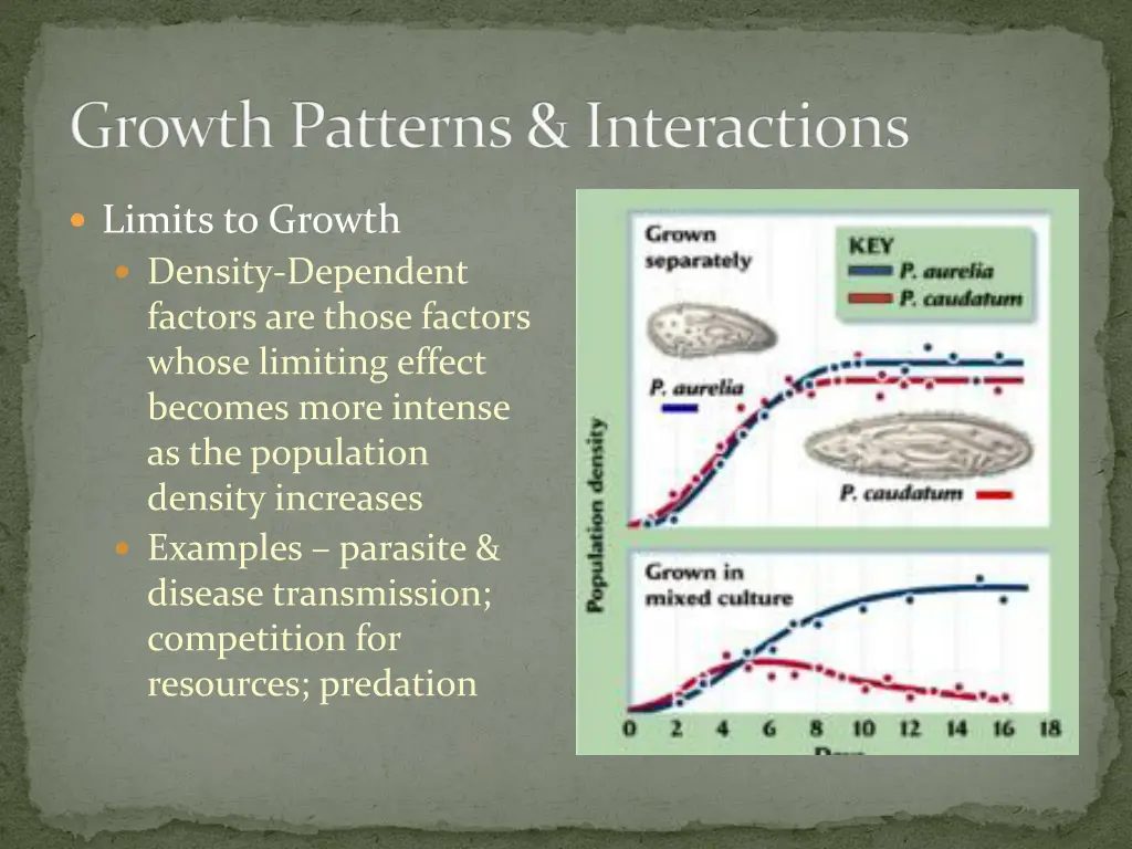 growth patterns interactions 5