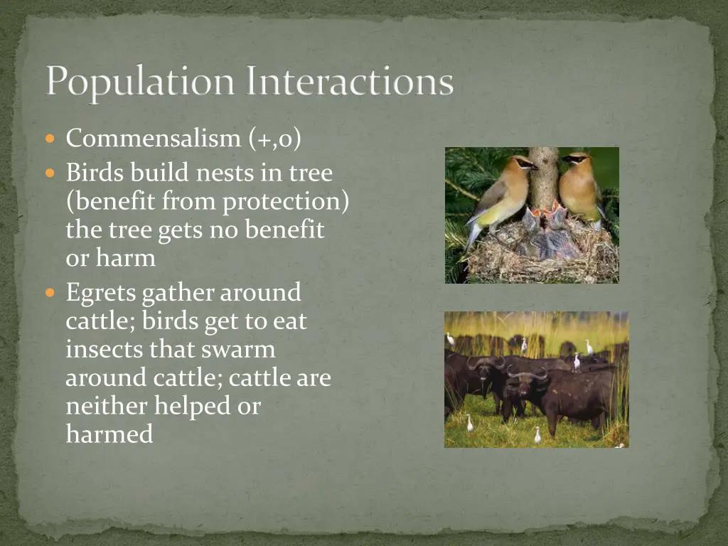 population interactions 2