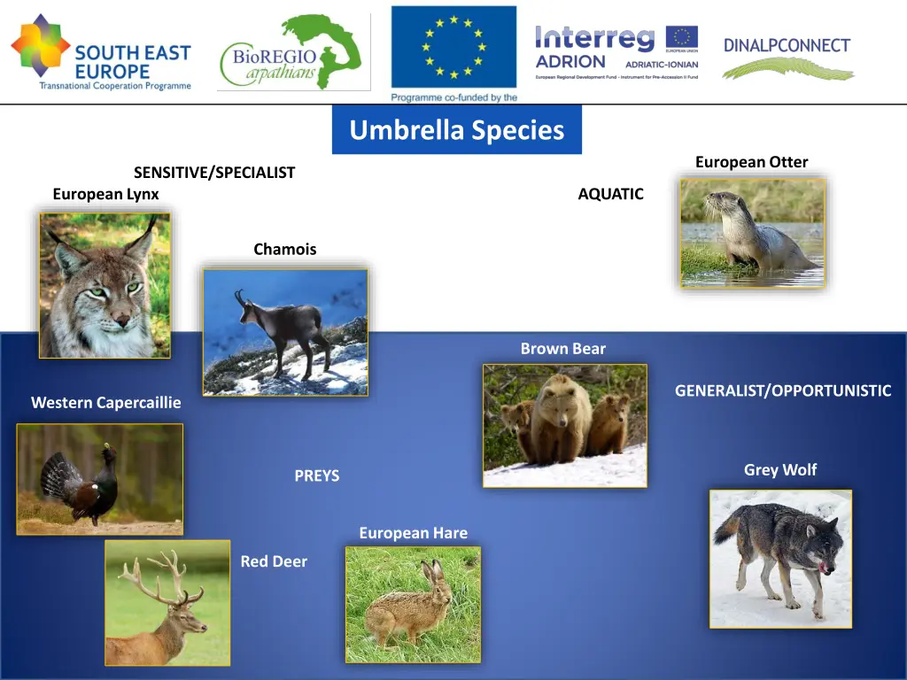 umbrella species