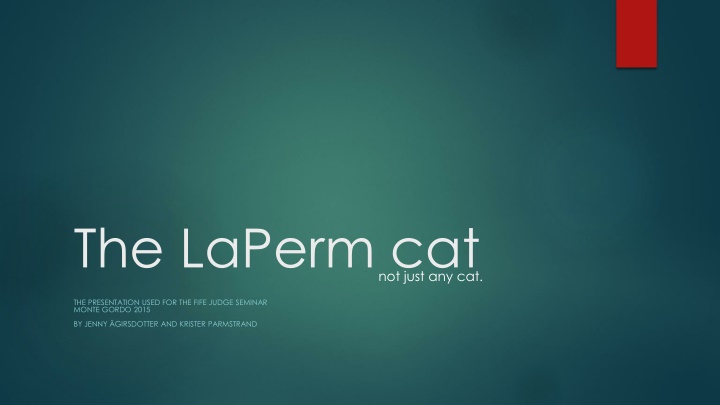 the laperm cat