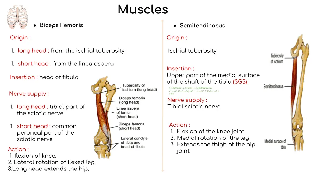 biceps femoris