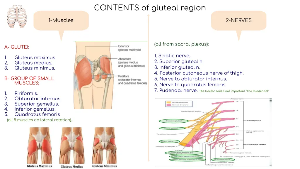 contents of gluteal region