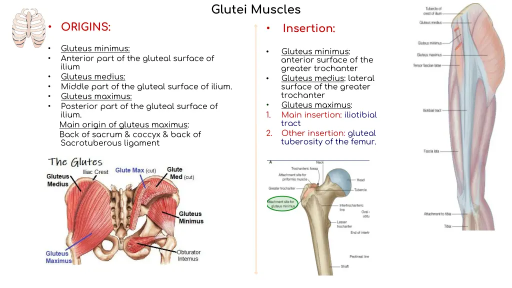 glutei muscles