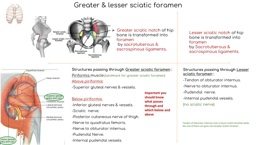 greater lesser sciatic foramen