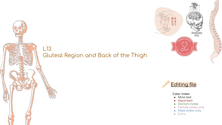 l13 gluteal region and back of the thigh