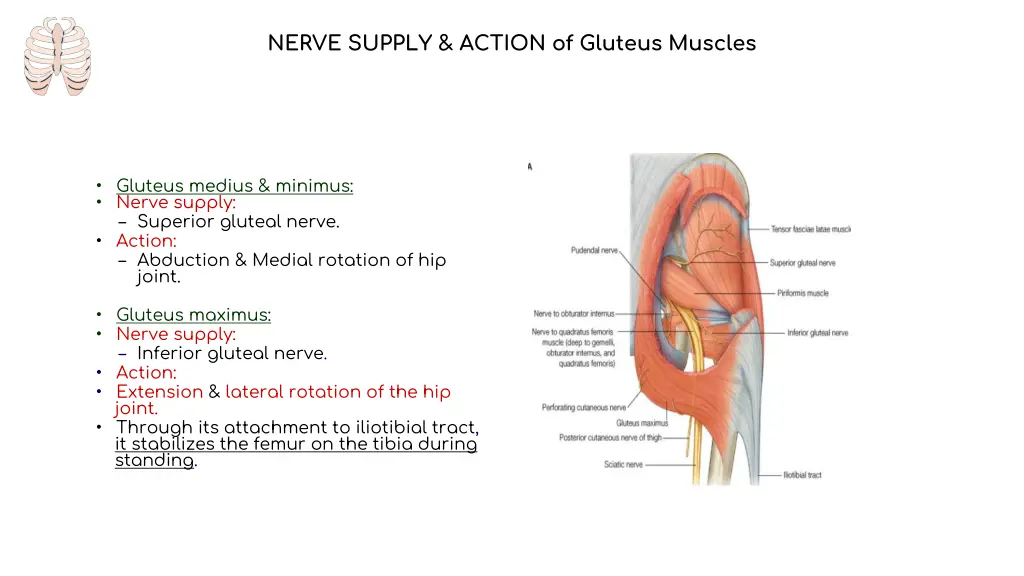 nerve supply action of gluteus muscles