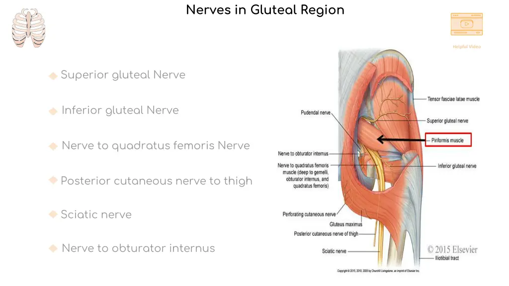 nerves in gluteal region