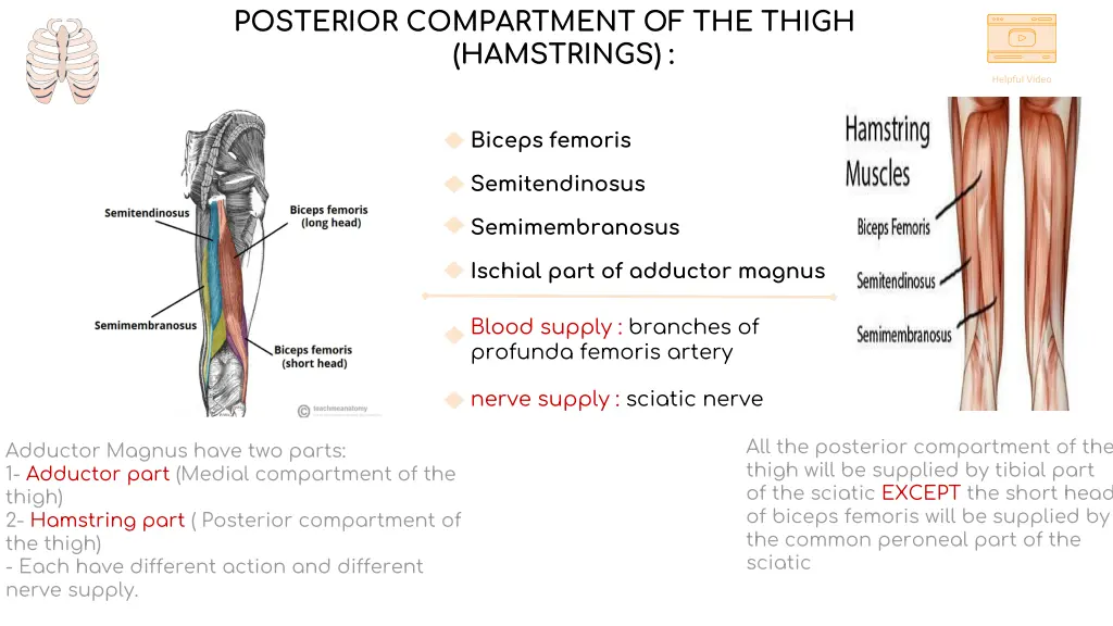 posterior compartment of the thigh hamstrings