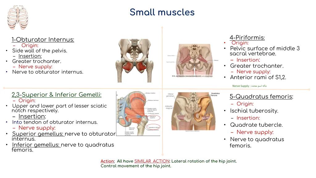 small muscles