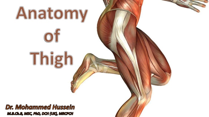 anatomy of thigh