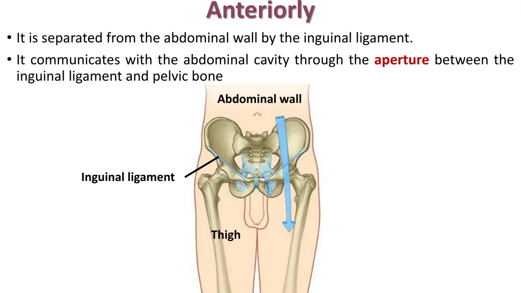 anteriorly