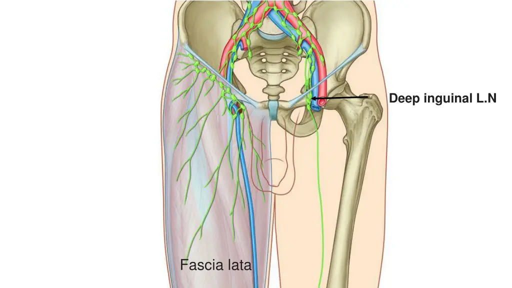 deep inguinal l n