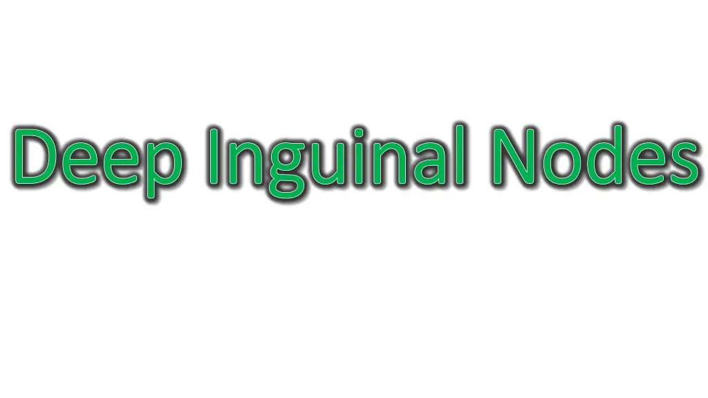 deep inguinal nodes deep inguinal nodes