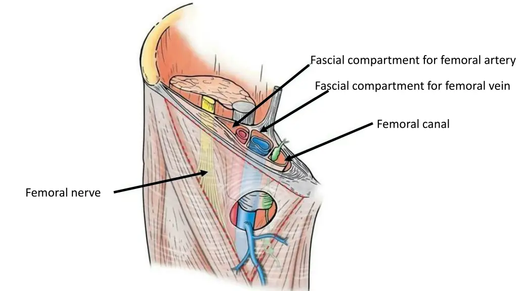 fascial compartment for femoral artery