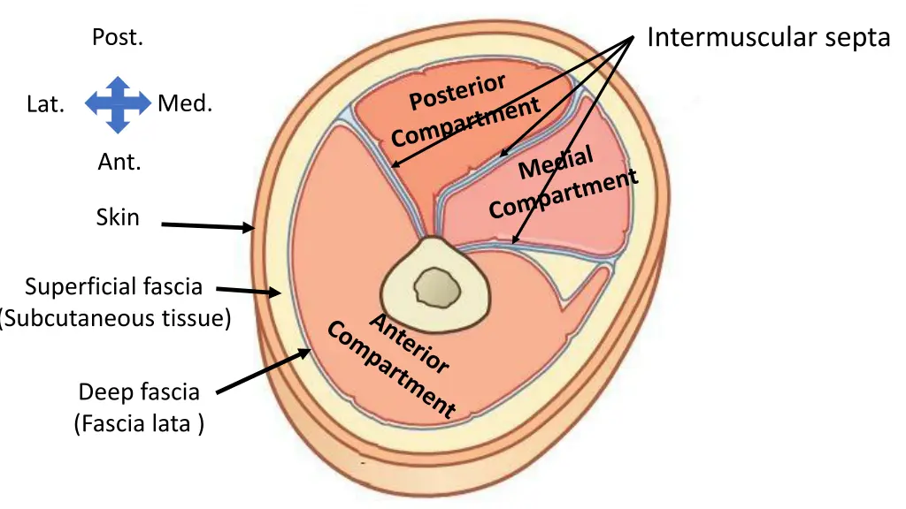 intermuscular septa