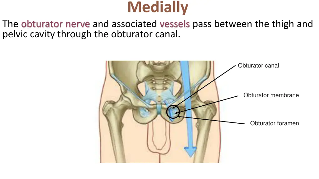 medially