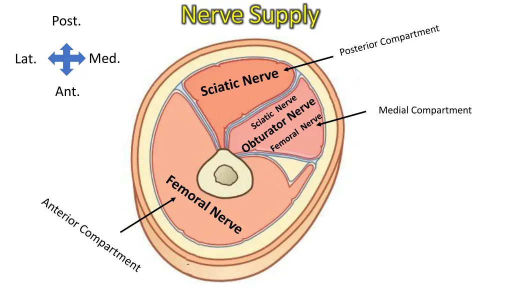 nerve supply