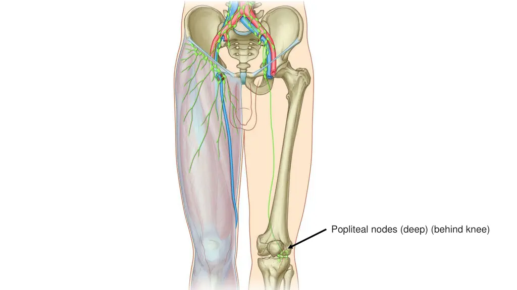 popliteal nodes deep behind knee