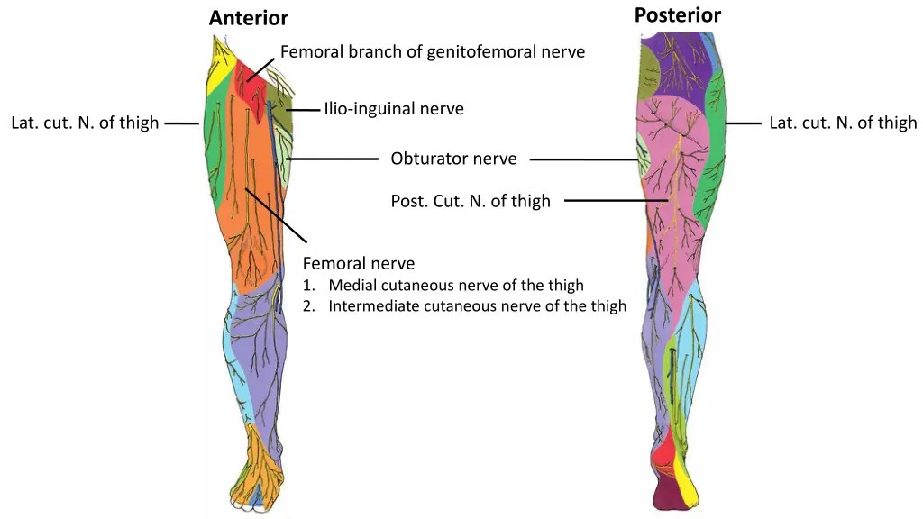 posterior