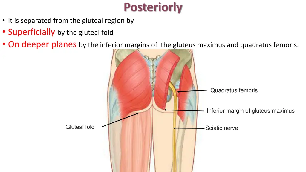 posteriorly