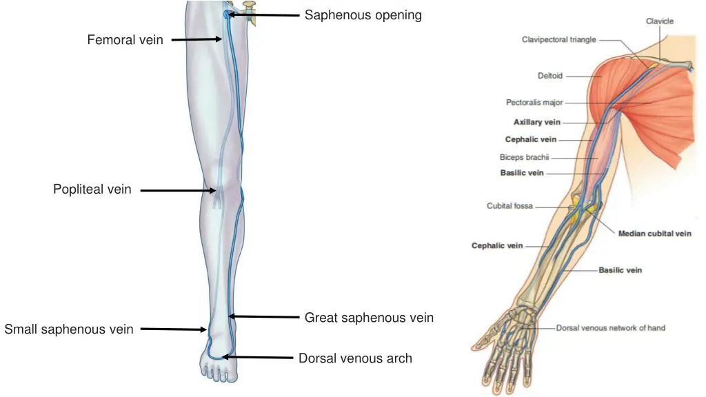 saphenous opening 1